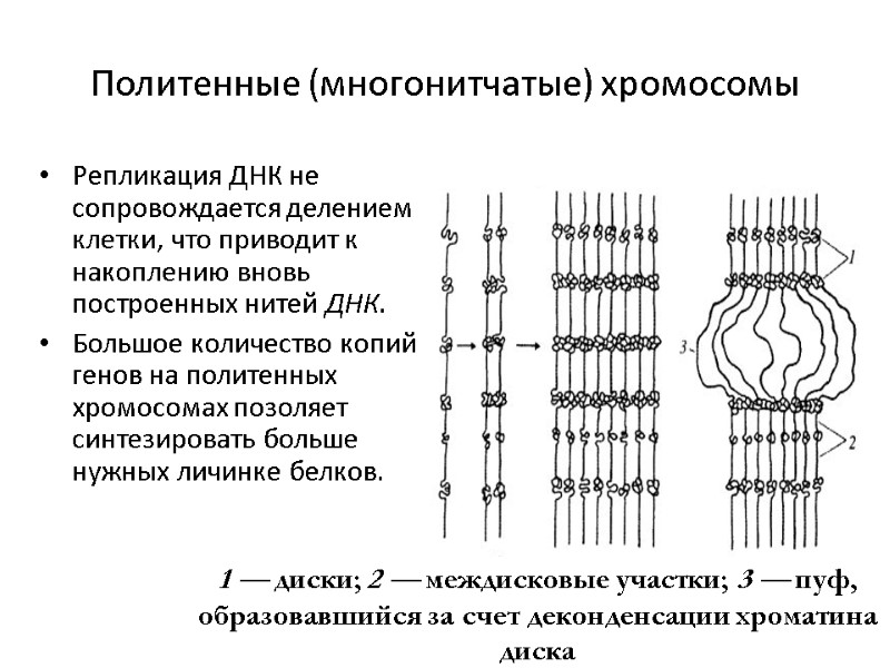 Политенные (многонитчатые) хромосомы Репликация ДНК не сопровождается делением клетки, что приводит к накоплению вновь